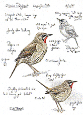 Siberian Rubythroat